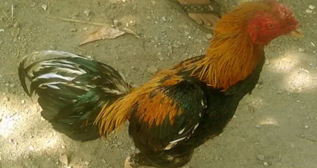 Cara Melatih Ayam Bangkok Pukulan Mati