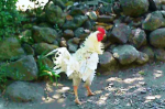 Cara Mengobati Ayam Lumpuh