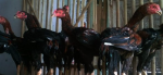 Cara Ternak Ayam Bangkok