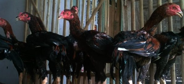 Cara Ternak Ayam Bangkok