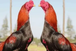 Jenis Ayam Aduan