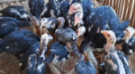 Pakan Ayam Bangkok Siap Adu